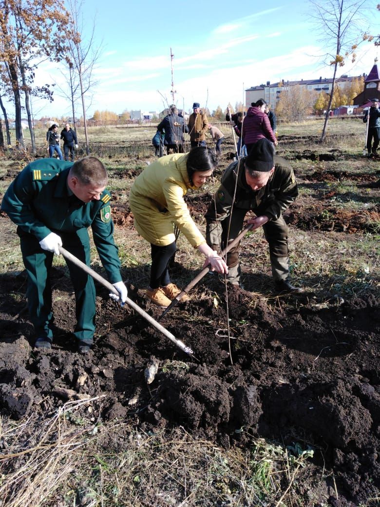 К 100-летию ТАССР чистопольцы высадили аллею