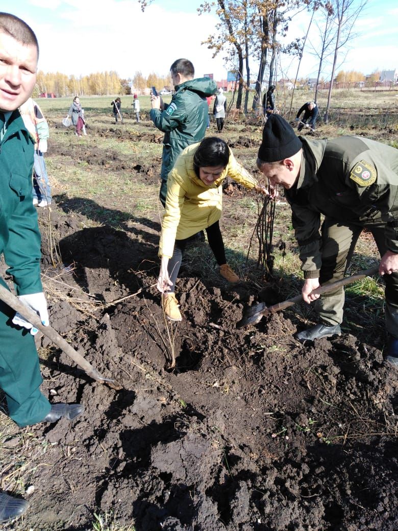 К 100-летию ТАССР чистопольцы высадили аллею