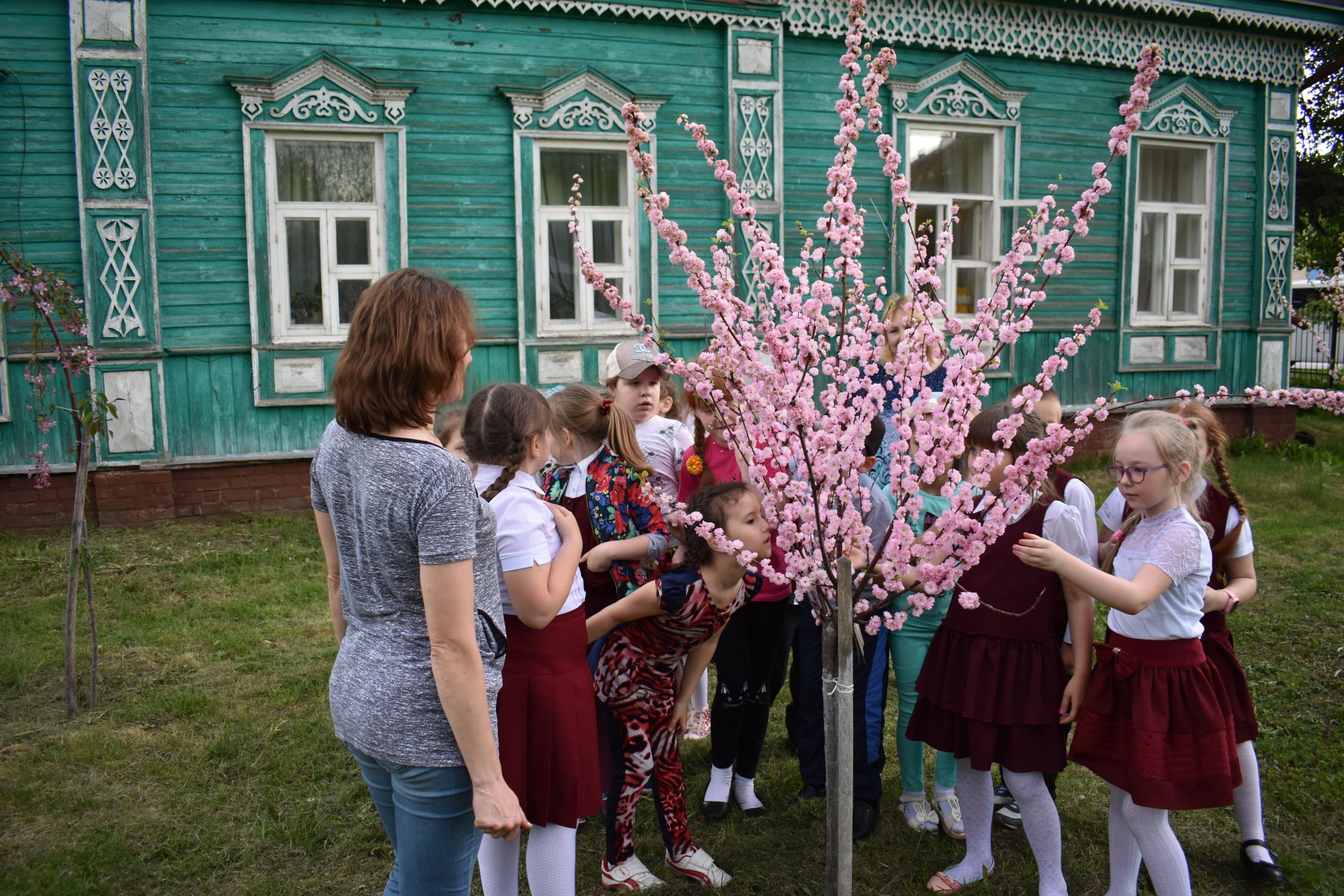 В Чистополе зацвела японская сакура Фото и Видео