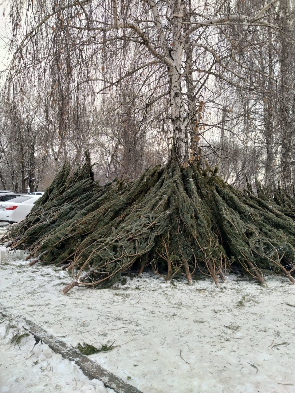 В Чистополе заработали елочные базары