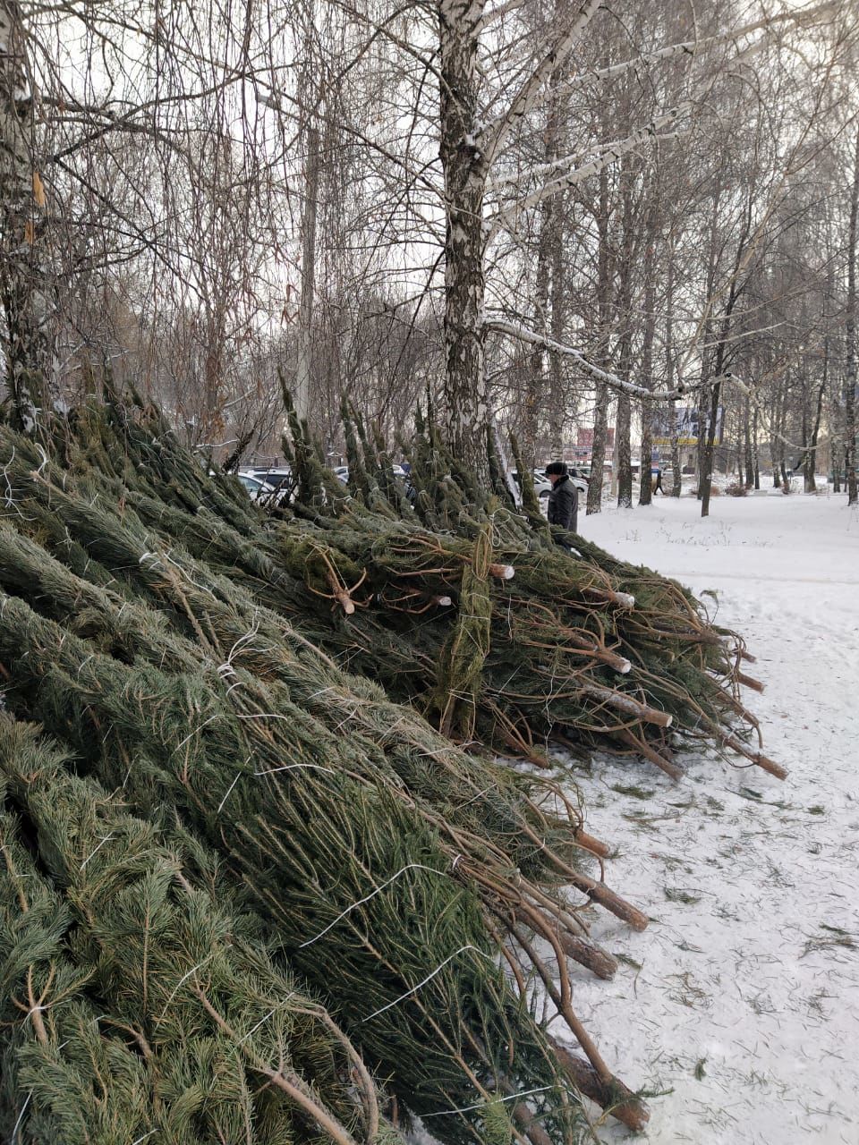 В Чистополе заработали елочные базары