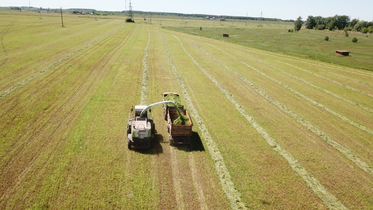 У аграриев Чистополя продолжается горячая пора – идет заготовка кормов