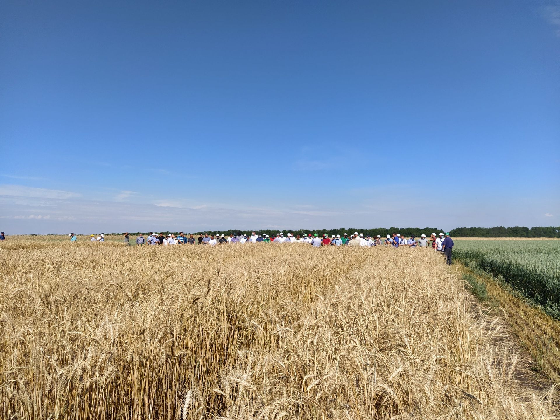 В Чистопольском районе презентовали новые сорта сельхозкультур