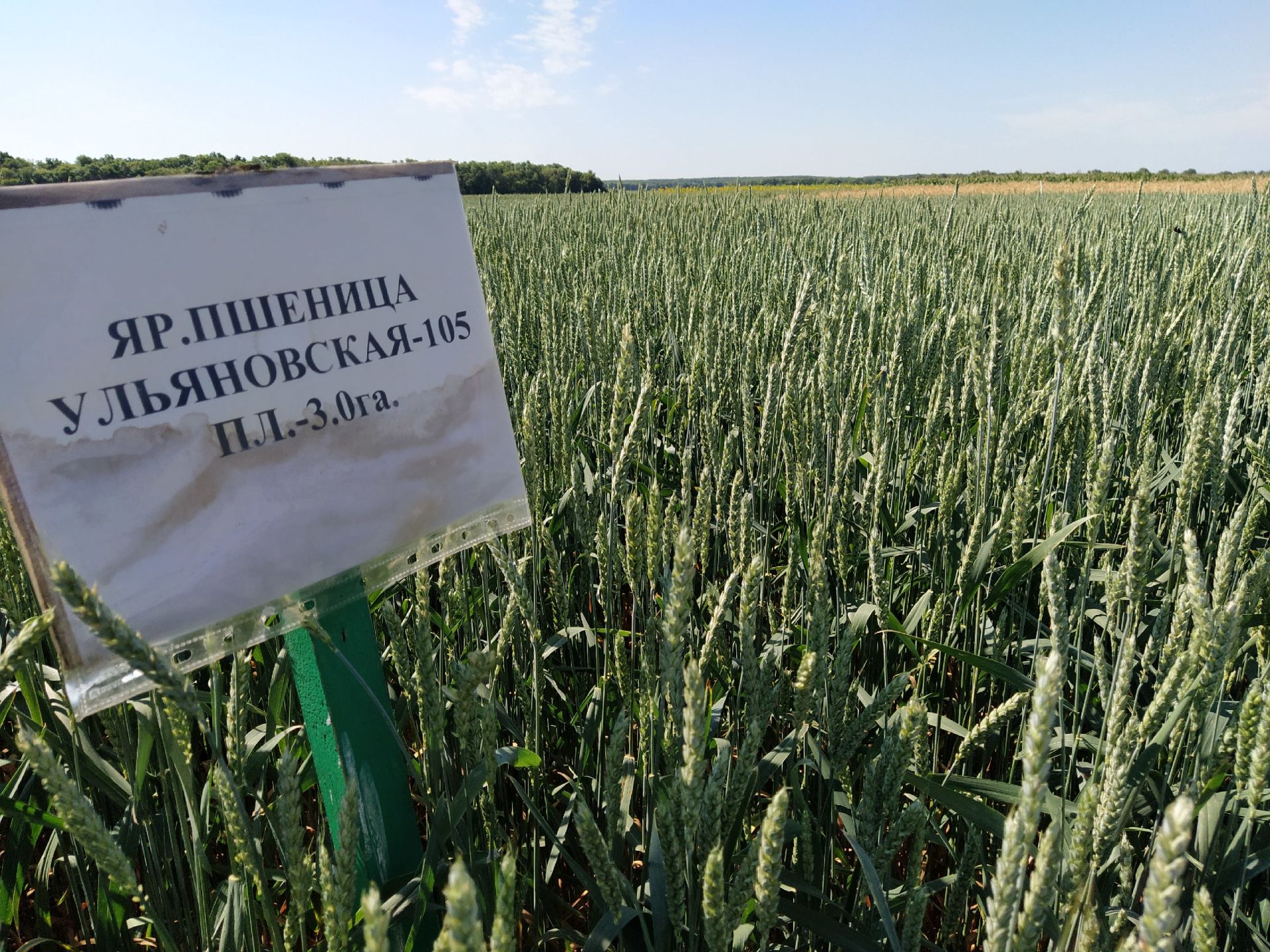 В Чистопольском районе презентовали новые сорта сельхозкультур