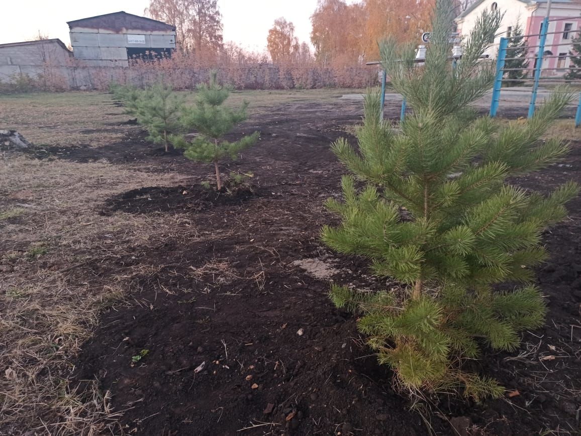 В Чистополе на территории будущего сквера посадили деревья