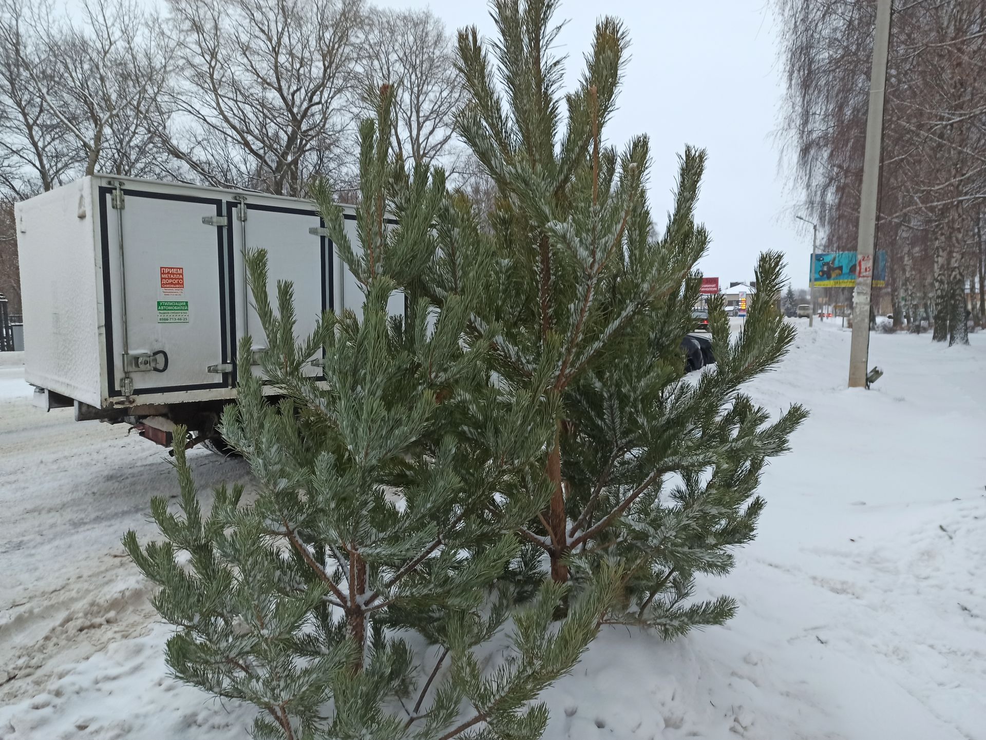 В Чистополе заработал елочный базар