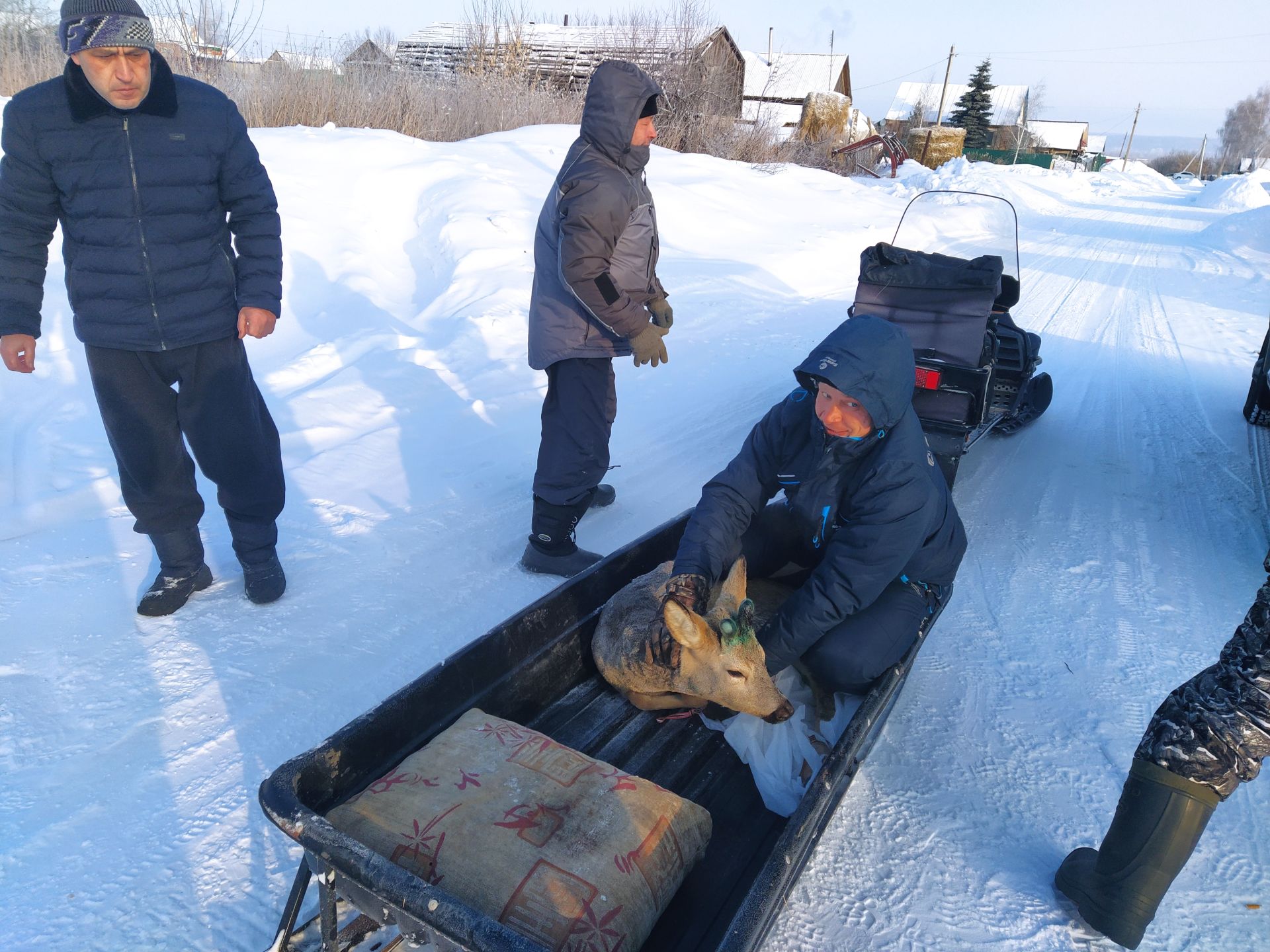 Бегавшую по улицам Чистополя косулю выпустили на волю