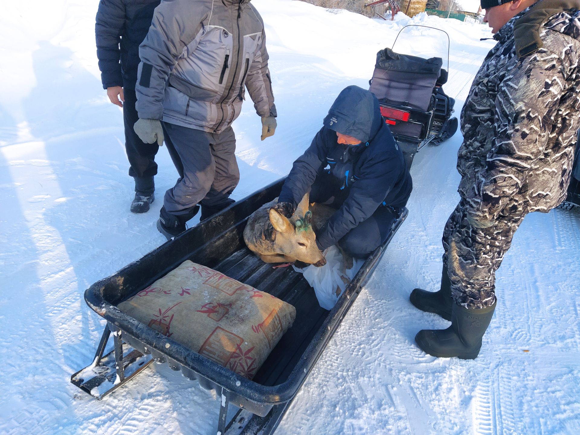 Бегавшую по улицам Чистополя косулю выпустили на волю