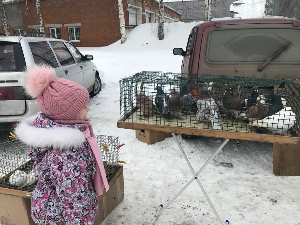 В Чистополе собрались голубеводы со всего Татарстана (Фоторепортаж)