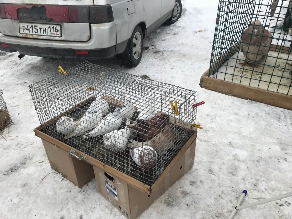 В Чистополе собрались голубеводы со всего Татарстана (Фоторепортаж)