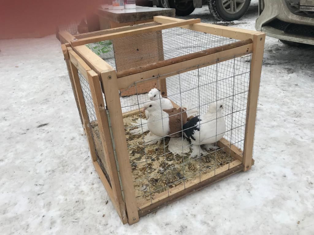 В Чистополе собрались голубеводы со всего Татарстана (Фоторепортаж)