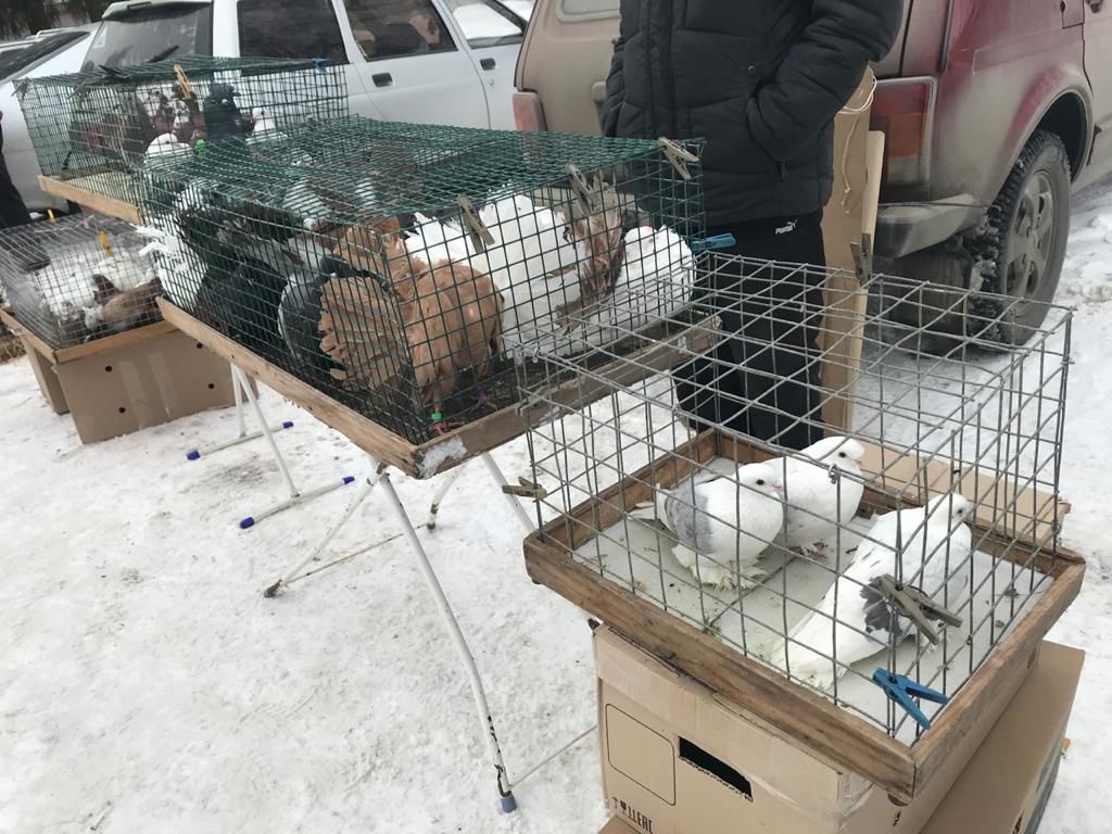 В Чистополе собрались голубеводы со всего Татарстана (Фоторепортаж)