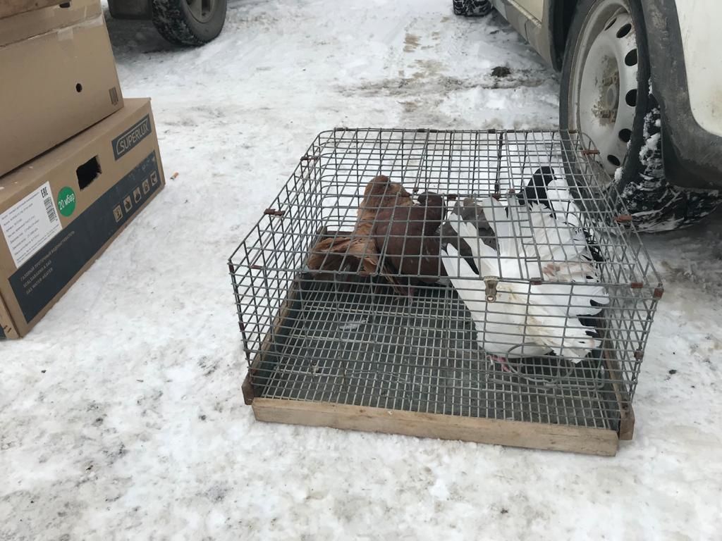 В Чистополе собрались голубеводы со всего Татарстана (Фоторепортаж)