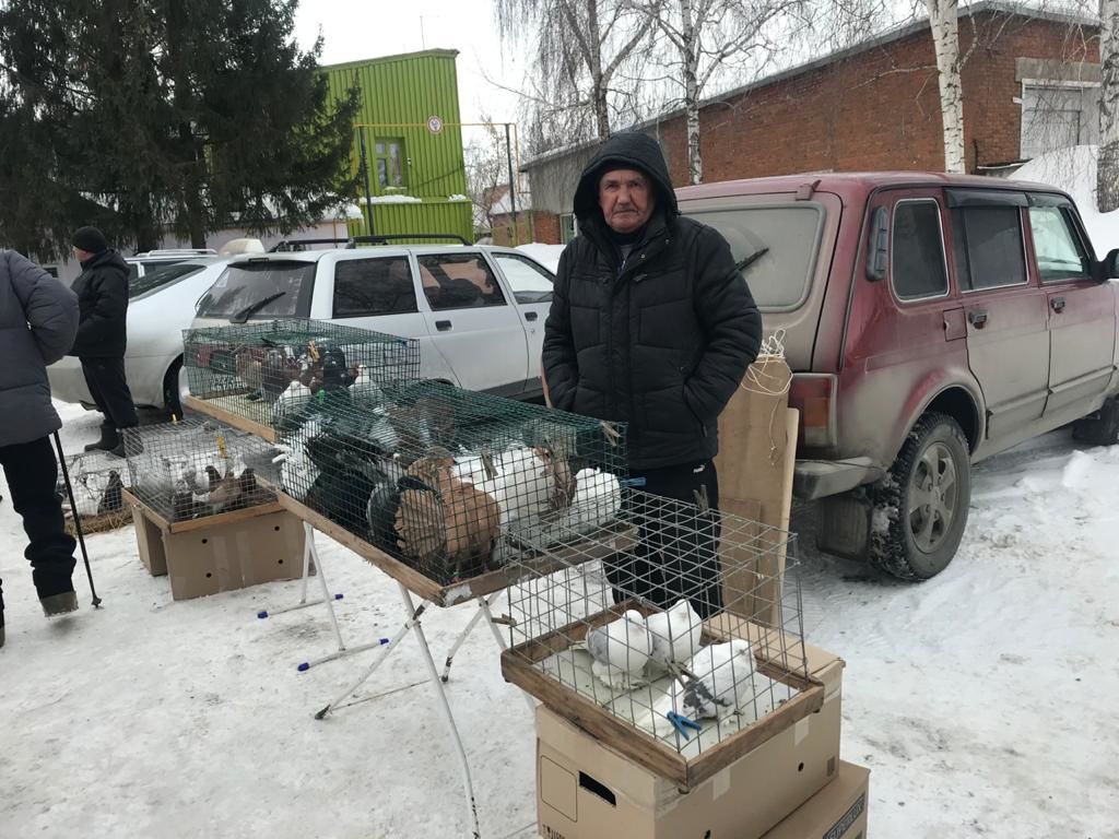 В Чистополе собрались голубеводы со всего Татарстана (Фоторепортаж)