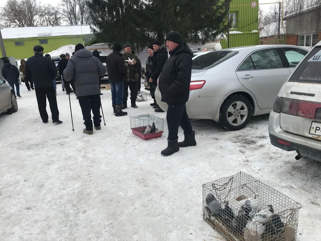 В Чистополе собрались голубеводы со всего Татарстана (Фоторепортаж)