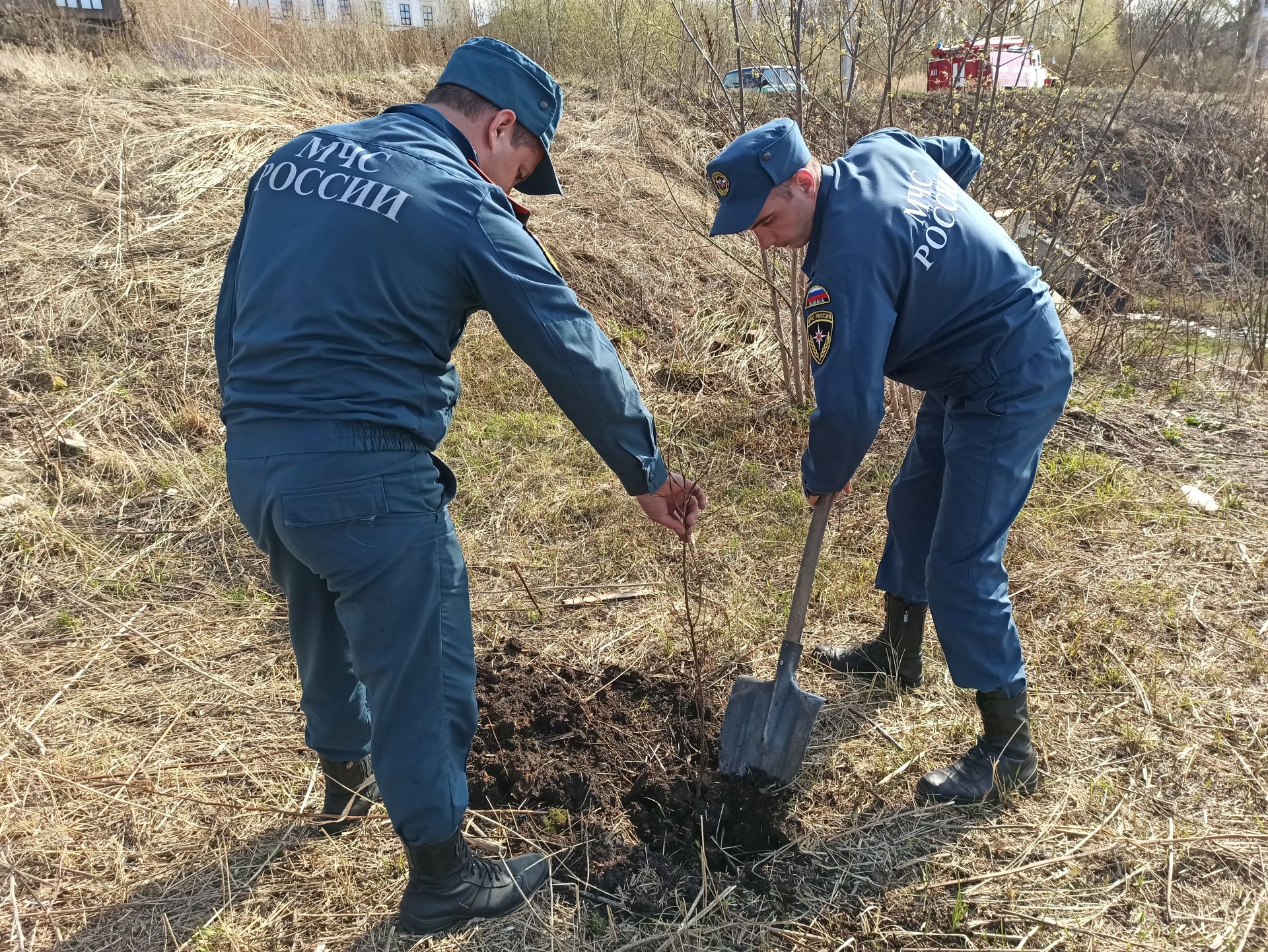 Чистопольцы посадили более 300 молодых деревьев