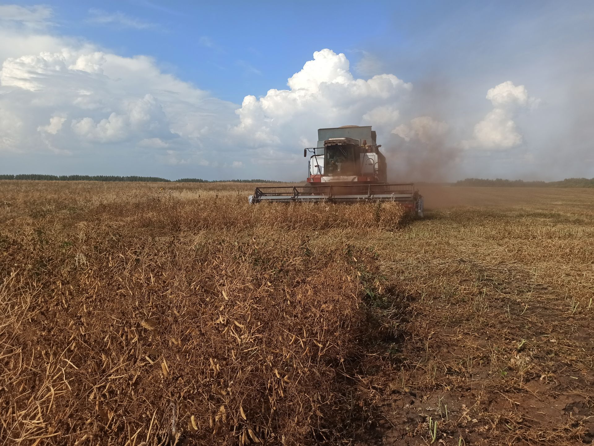 На полях Чистопольского района в разгаре уборочная страда (фоторепортаж)