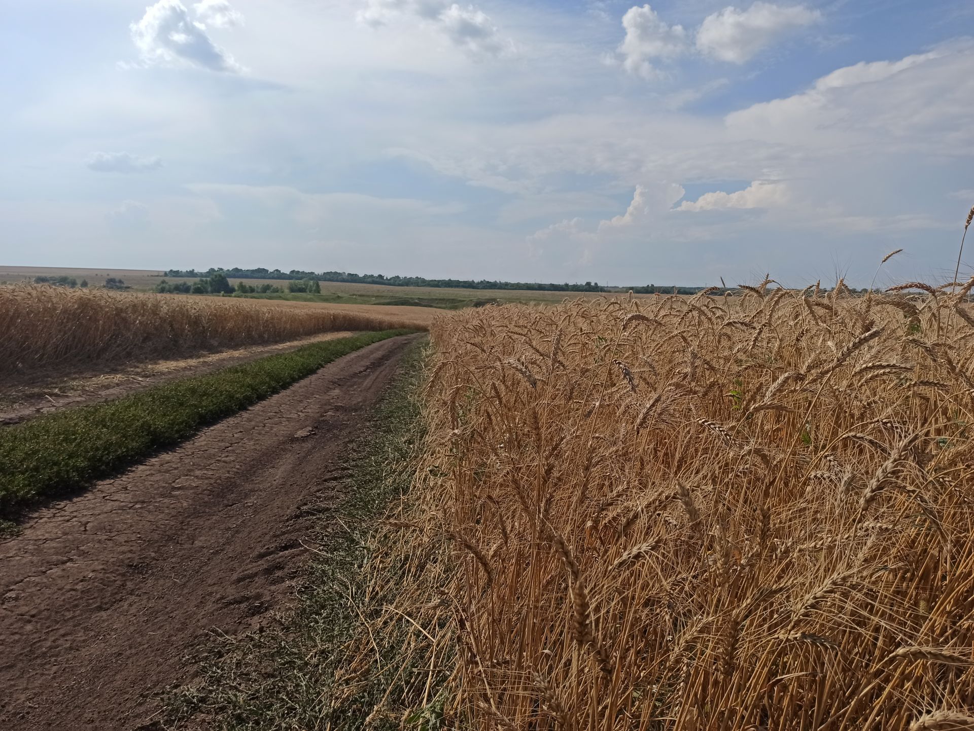 На полях Чистопольского района в разгаре уборочная страда (фоторепортаж)