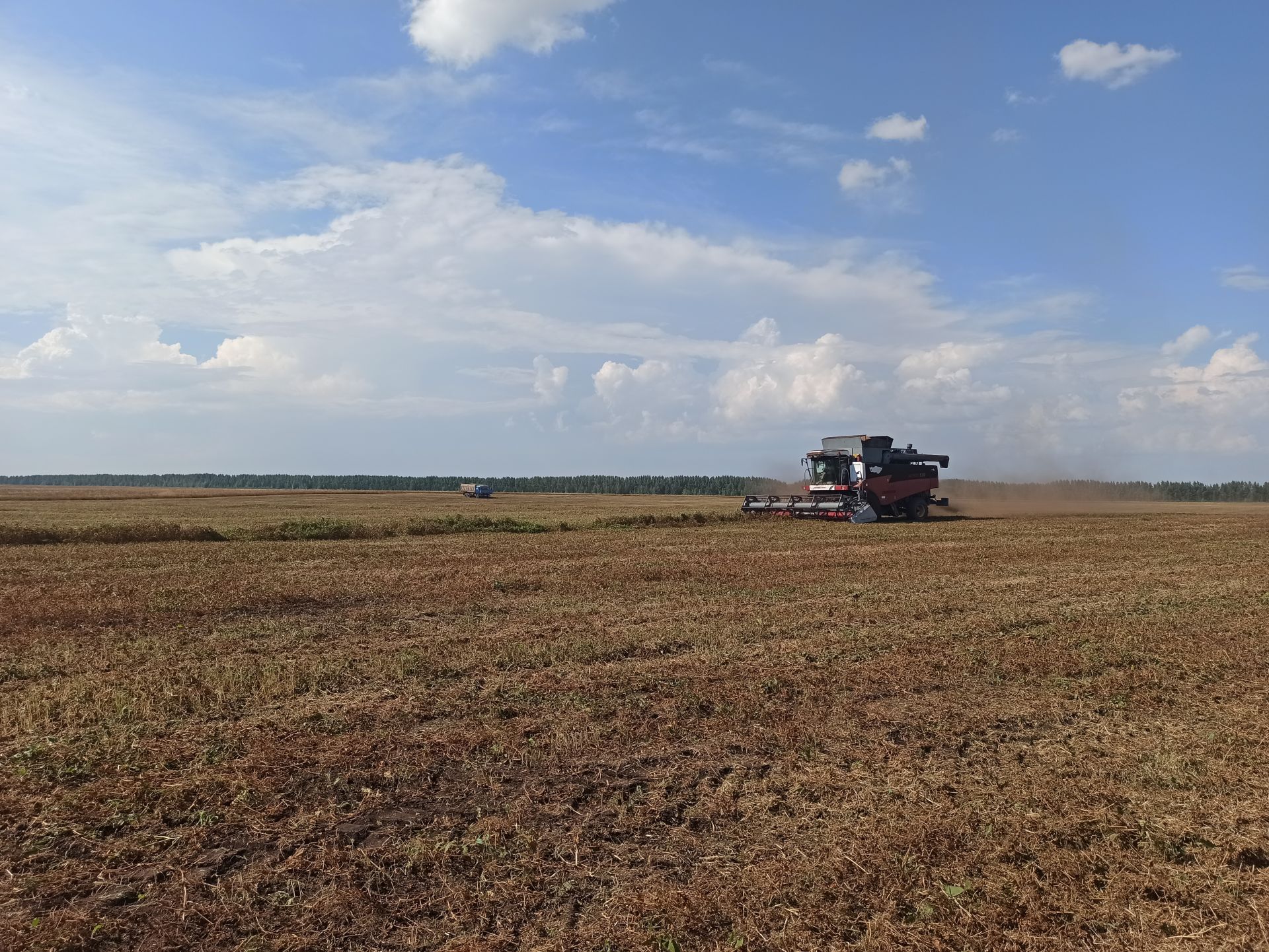 На полях Чистопольского района в разгаре уборочная страда (фоторепортаж)