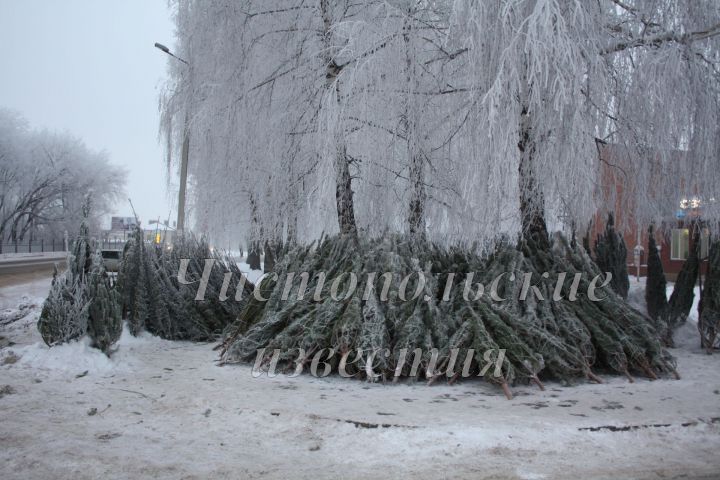 В Чистополе заработали елочные базары