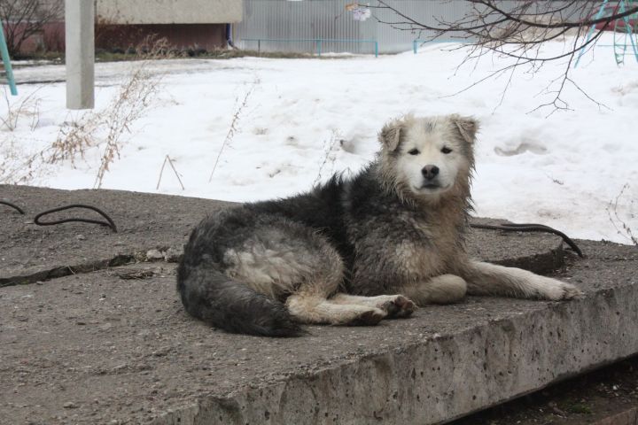 За что на нас обижаются собаки