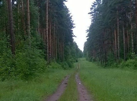 Чистопольцы не смогут въезжать в лес&nbsp;