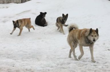 Он сбил девушку и отнес умирать в лес…От смерти ее спасла бездомная собака