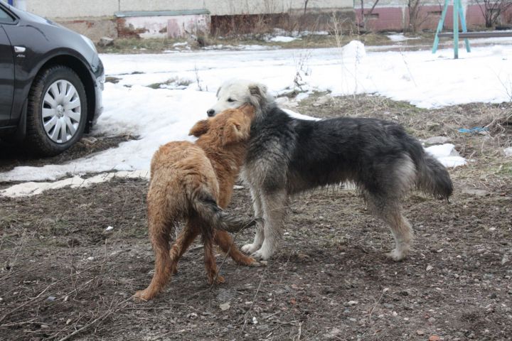 Новый закон защитит животных и людей