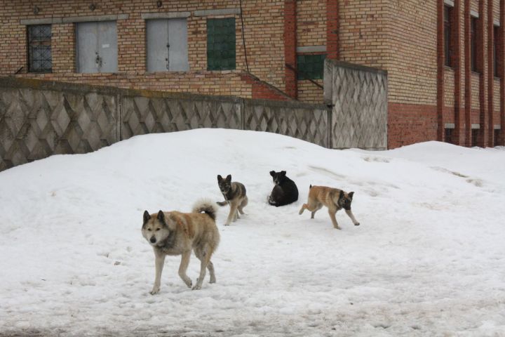 В Чистополе бродячие собаки нападают на детей