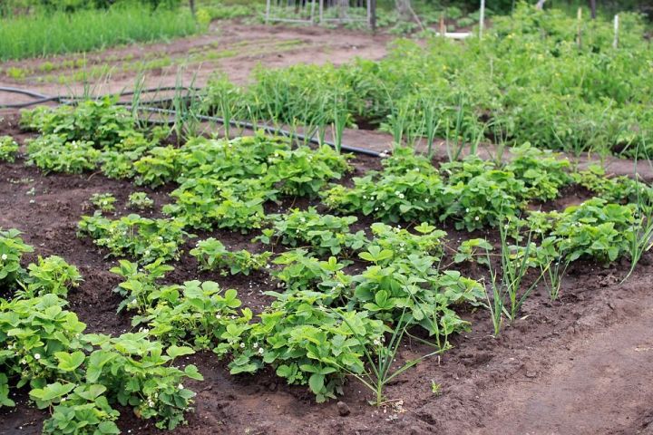 Лунный календарь садоводов и огородников на июнь 2019 года