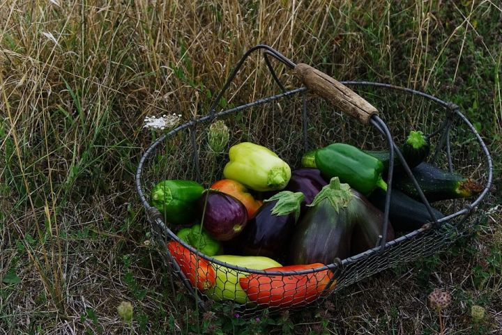 Сегодня собирайте баклажаны, кабачки и огурцы поздних сортов