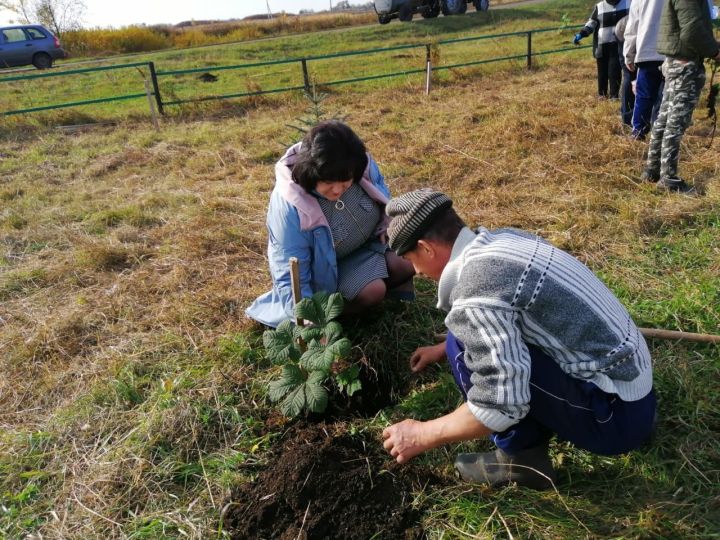 100 лип и 75 каштанов посадили в чистопольском селе