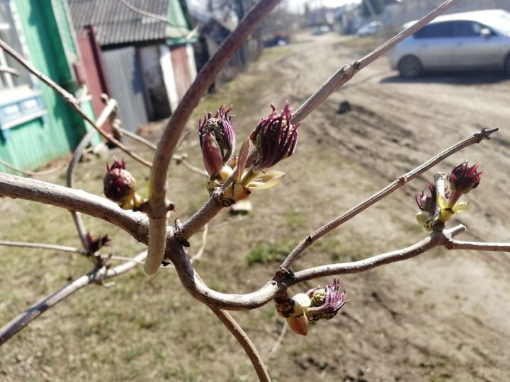 Синие облака  - будет дождь и тепло