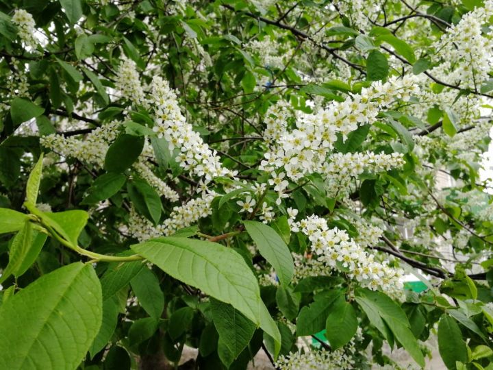 Черемуха зацвела - наступят холода