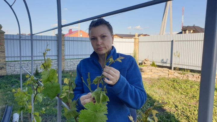 Сколько кистей винограда оставить на лозе