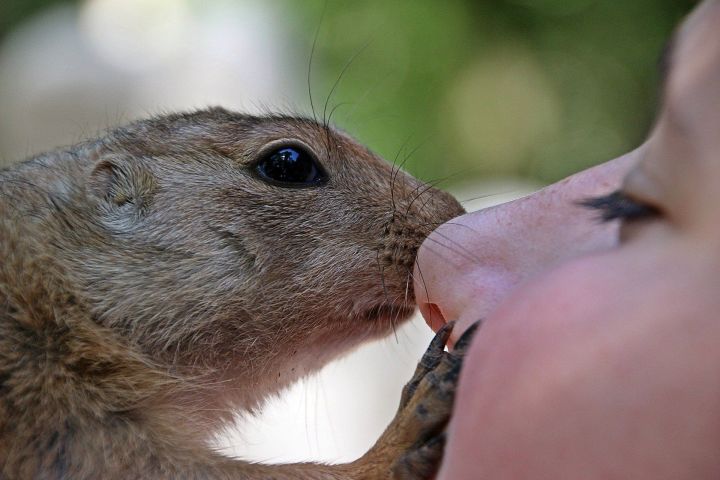 К чему чешется нос на самом деле