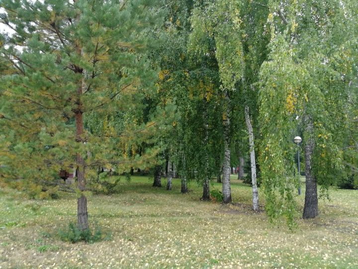 Ближайшие сутки в Татарстане будет ветрено