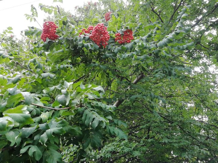 Если пить сок рябины осенью – зимой болеть не будешь