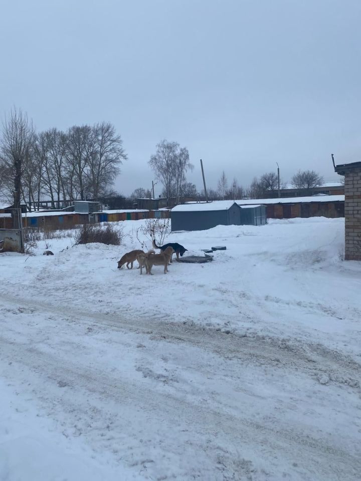 В Чистополе "чипированная" собака чуть не загрызла школьника