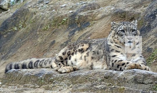 В Татарстане выведут чистый геном барса