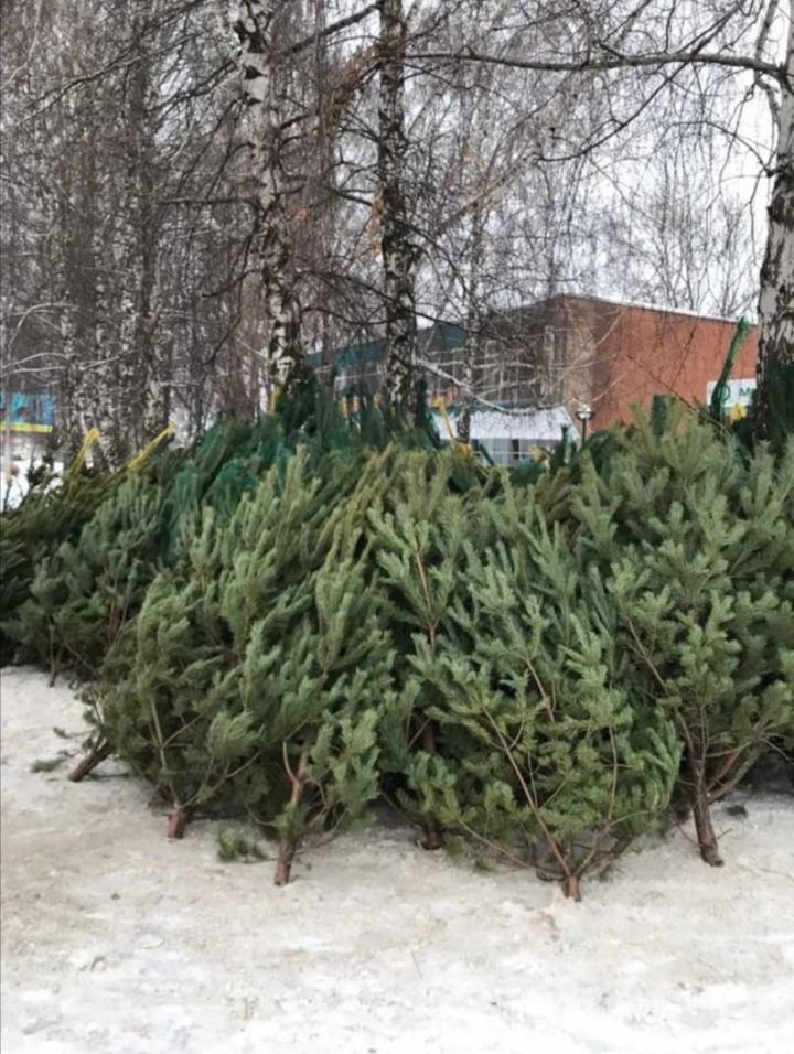 Полезные советы, как выбрать живую елку на Новый год