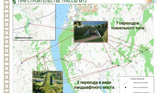 На трассе М12 в РТ дорожники могут построить 10 переходов для диких животных