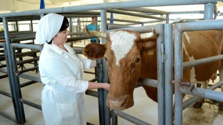 В РТ впервые пройдет Всероссийский конкурс зоотехников-селекционеров