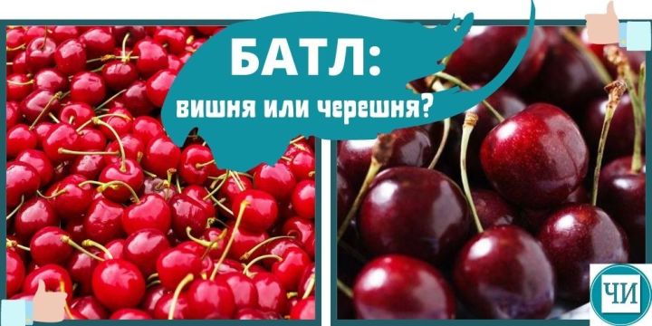 Вишня или черешня: что полезнее. Мнение диетолога