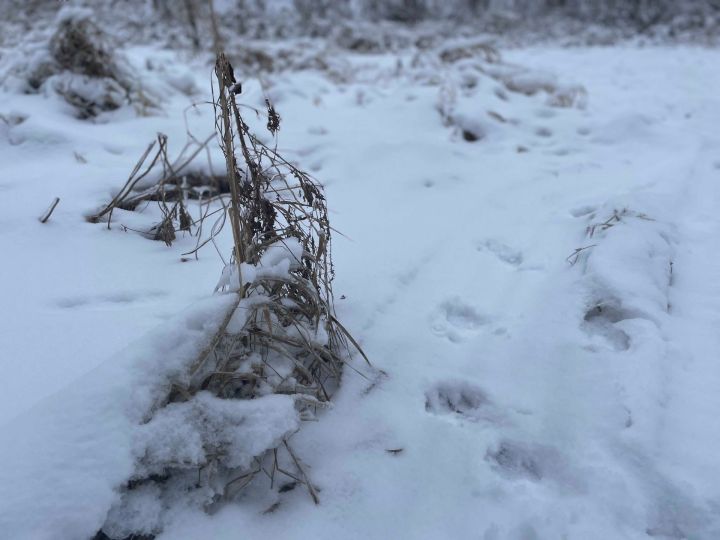 15 декабря: Чем знаменателен день