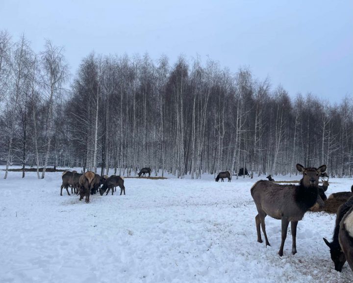 17 декабря: Чем знаменателен день