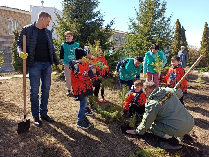 В день рождения природного заказника «Чистые луга» чистопольцы посадили более 30 молодых сосен