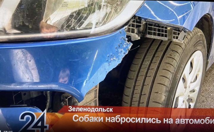 В Зеленодольске стая бродячих собак повредила автомобиль на 150 тысяч рублей