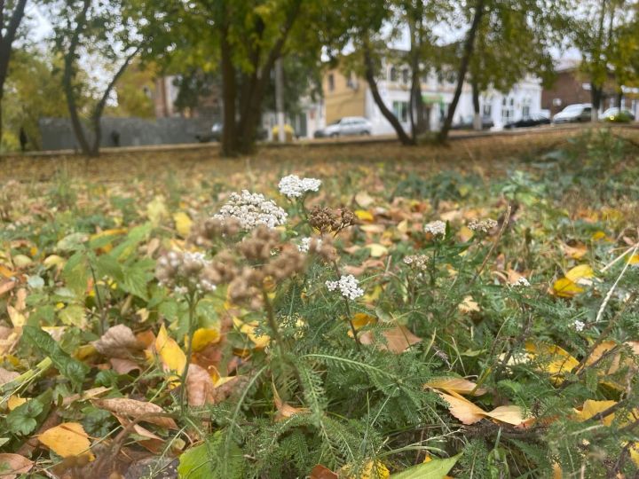 В РТ ожидается до 18 градусов тепла