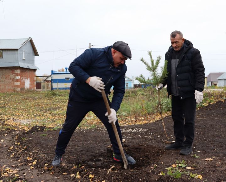 В новом сквере в Чистополе посадили около 70 молодых сосен